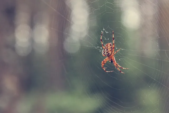 slider01-web-design